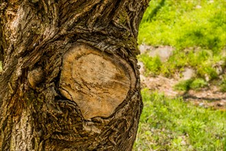 A detailed view of a tree's trunk, featuring a knot where a branch was cut, in South Korea