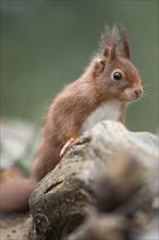 Eurasian red squirrel (Sciurus vulgaris), standing behind a thick branch, looking to the right,