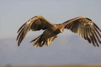 Juvenile Iberian Eagle, Spanish Imperial Eagle (Aquila adalberti), Extremadura, Castilla La Mancha,