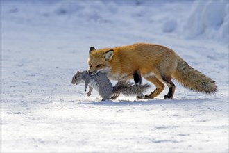 Red fox. Vulpes vulpes. Red fox catching an eastern gray squirrel, sciurus carolinensis. Montreal