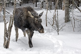 Moose. Alces alces. Nine month old bull moose walking in the snow-covered forest. Gaspesie