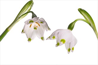 Blossoms of the March snowflake (Leucojum vernum) on a white background, Bavaria, Germany, Europe