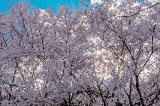 Stand of cherry blossom trees in front of large white cloud back lit by evening sun