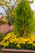 Vibrant yellow chrysanthemums and a lush green shrub in a park setting, in South Korea