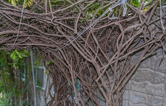 A tangled mass of woody vines creating an intricate pattern against a wall, in South Korea