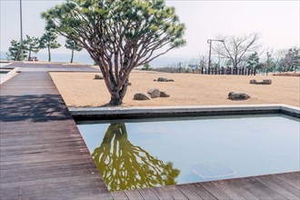 Calm scene of a pine tree with its reflection in a water feature beside wooden decking, in South