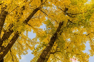 Vibrant yellow autumn foliage on tall trees, in South Korea