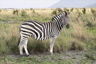 Plains zebra (Equus quagga), Madikwe Game Reserve, North West Province, South Africa, RSA, Africa