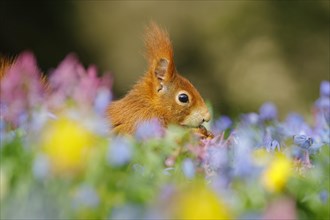 Portrait of eurasian red squirrel (Sciurus vulgaris) with hazelnut in a meadow with daffodils,