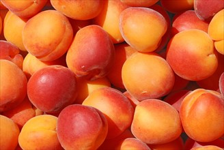 A close-up of fresh, ripe orange apricots grouped together