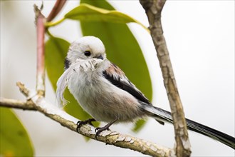 Long-tailed Tit (Aegithalos caudatus) with a feather in its beak sitting on a branch, Hesse,