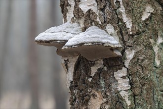 Tinder fungus (Fomes fomentarius), fruiting body on a downy birch (Betula pubescens) trunk, Lower