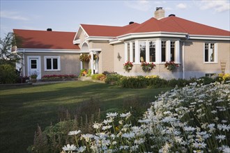 Tan brick with white trim home and landscaped front yard with white Leucanthemum vulgare, Oxeye