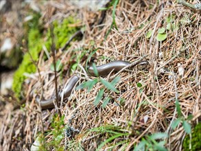 Slow worm (Anguis fragilis), near Tragoess, Styria, Austria, Europe
