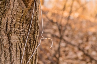 Close-up of a clothes hanger in a natural outdoor setting, in South Korea
