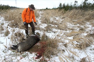 Wild boar hunt, hunter with safety waistcoat and shot wild boar (Sus scrofa) in the snow, Allgaeu,