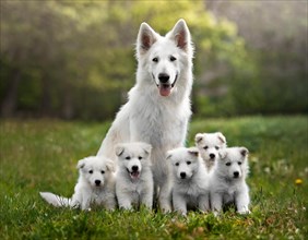 Dog, white shepherd with five puppies, KI generated, AI generated