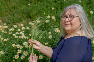 Older white-haired woman in field with ears of barley in her hands with a field of daisies in the