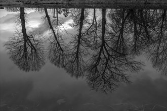 Trees reflected in the village pond, Mecklenburg-Western Pomerania, Germany, Europe