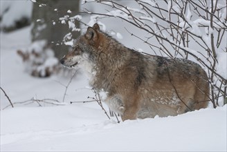 Gray wolf (Canis lupus) standing in the snow and looking attentively, captive, Bavaria, Germany,