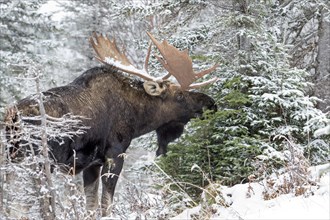 Moose. Alces alces. Bull moose feeding with white spruce in late fall, in a snow-covered forest.