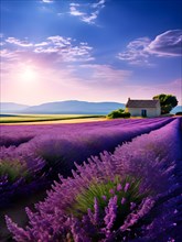 Lavender fields in full bloom bathed in the warm glow of the summer sun, AI generated
