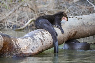 Giant otter (Pteronura brasiliensis) Pantanal Brazil