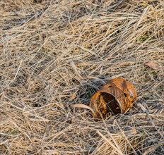 A rusty can discarded on dry grass, symbolizing neglect and environmental pollution, in South Korea