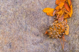A detailed close-up of autumn leaves and texture on a rock surface, in South Korea