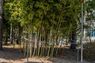 Green bamboo plants supported by wooden stakes in a natural forest setting, in South Korea