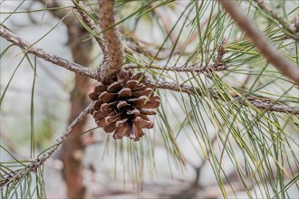 A single pine cone hanging on a branch with a blurred background, in South Korea
