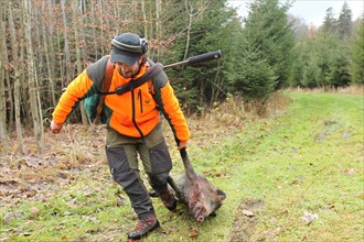 Wild boar hunting, hunter with hearing protection and rifle with silencer pulls shot wild boar (Sus