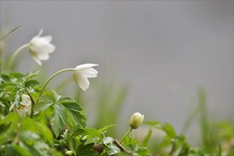 Wood anemone, March, Germany, Europe