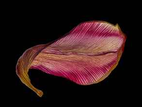 Dried leaf of a tulip (Tulipa), studio photo, macro photo, Germany, Europe