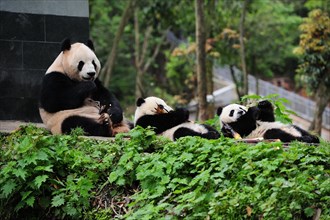 Bifengxia Panda Center, sichuan, china
