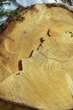 Cut through a tree trunk with annual rings and traces of the chainsaw, Allgaeu, Swabia, Bavaria,