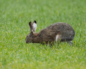 European hare (Lepus europaeus) on a grain field, wildlife, Thuringia, Germany, Europe