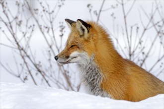 Red fox. Vulpes vulpes. Red fox sitting on snow and watching. Province of Quebec. Canada
