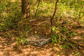 A metallic animal cage discarded in the woods amongst leaves, in South Korea