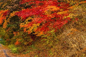 Colorful autumn foliage along a forest path with an array of red and orange leaves, in South Korea