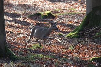 European roe deer (Capreolus capreolus) in winter coat running in the forest, Allgaeu, Bavaria,