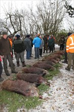 Wild boar hunt, hunted sows (Sus scrofa) Allgaeu, Bavaria, Germany, Europe