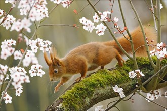 Eurasian red squirrel (Sciurus vulgaris) running across a mossy branch in a flowering tree, Hesse,