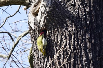 Green woodpecker on a tree, March, Germany, Europe