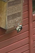 Great spotted woodpecker at an insect hotel, March, Germany, Europe