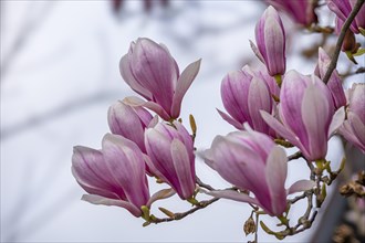 Blossoms of a magnolia (Magnolia), magnolia blossom, magnolia x soulangeana (Magnolia