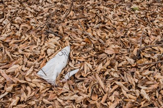 Dry fallen leaves cover the ground, with a sense of decay, in South Korea