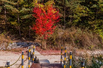A vibrant red tree stands out over a serene bridge in a forest, in South Korea