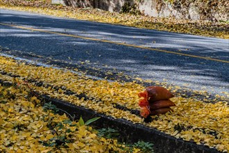Yellow autumn leaves on a road with prominent shadows under overcast lighting, in South Korea