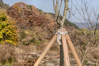 A young tree braced with wooden supports in an autumn setting with sparse foliage, in South Korea